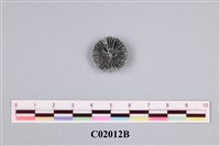 藏品(珊瑚化石)的圖片